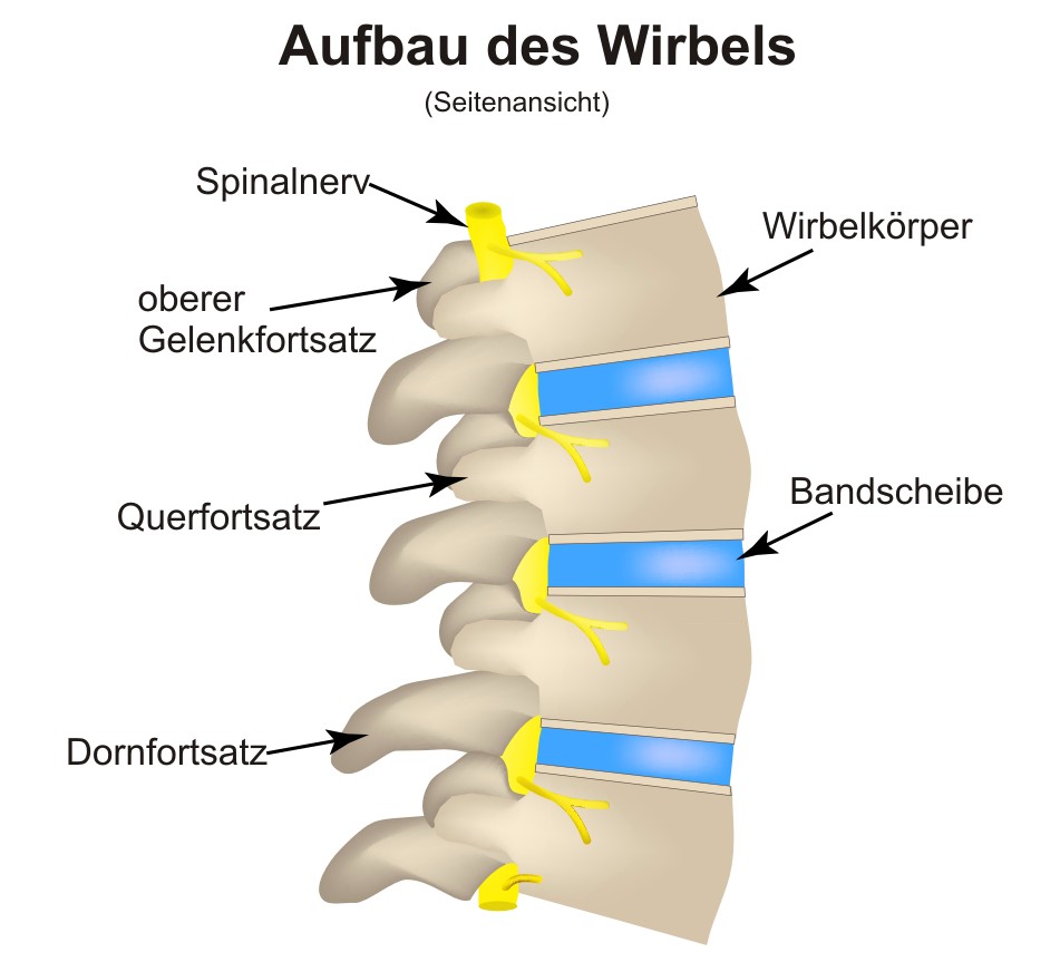 Aufbau des Wirbels